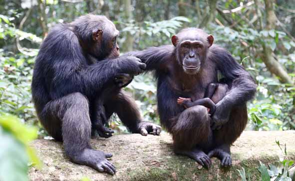 Chimp_1_LiranSamuni_TaiChimpanzeeProject_web_01.jpg  