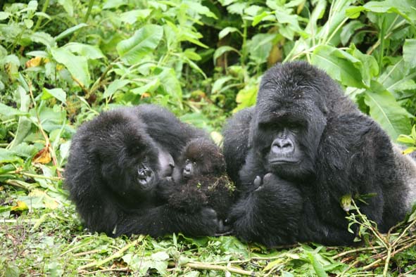 GorillaFamily-Karisoke_web_01.jpg  