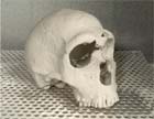 Gipsmodell eines Neandertaler-Schädels, hergestellt mit einem 3-D-Drucker. Gipsmodell eines Neandertaler-Schädels