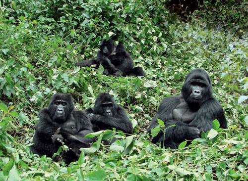 Rukinas schrecklich nette Familie Rubinas Familie