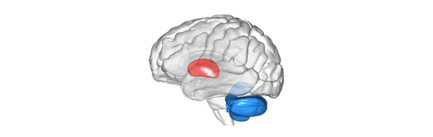 modern-human-brain.jpg  
