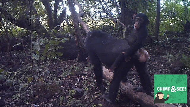 chimp-mother-and-infant.jpg  