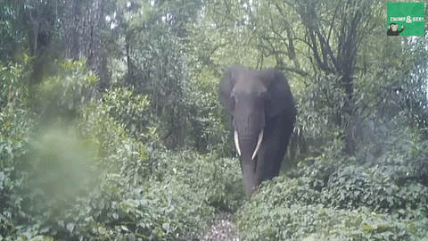 elephant.gif
