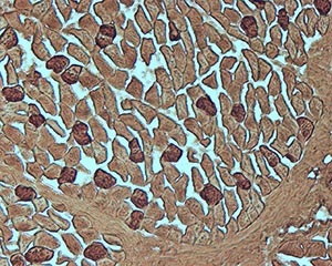 Histologie.jpg