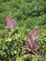 apes-feeding-on-natural-ground.jpg 