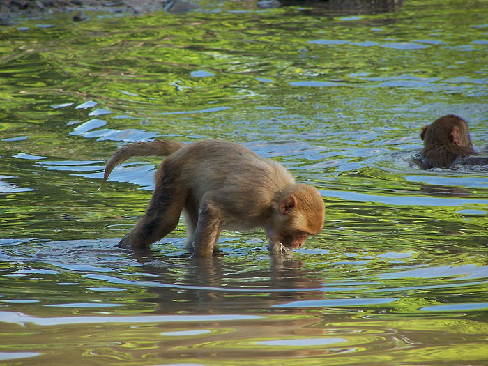 drinking-and-swimming.jpg  