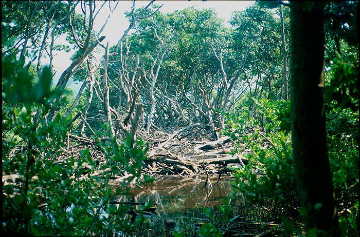 mangrove.jpg  