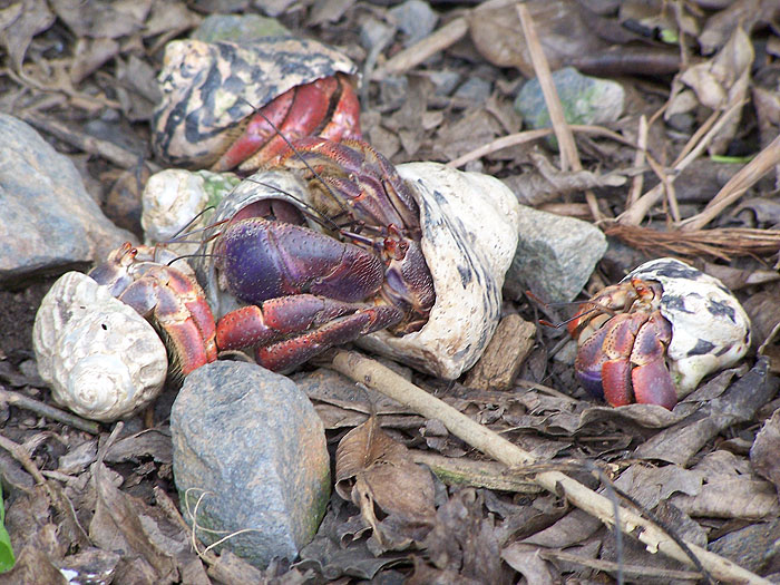 other-wild-life-hermid-crabs.jpg  