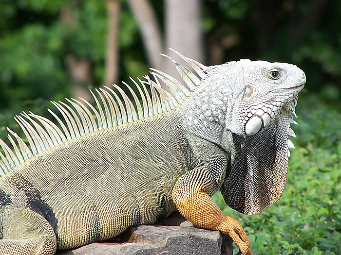 other-wild-life-leguans.jpg  