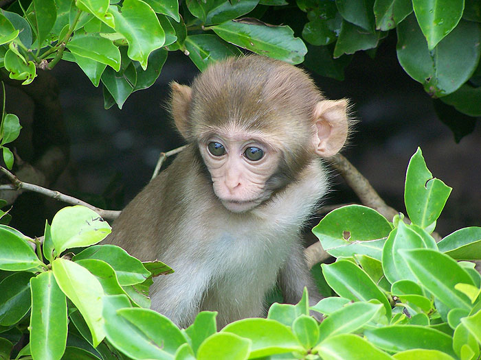 local-female-at-4-months-of-age.jpg  