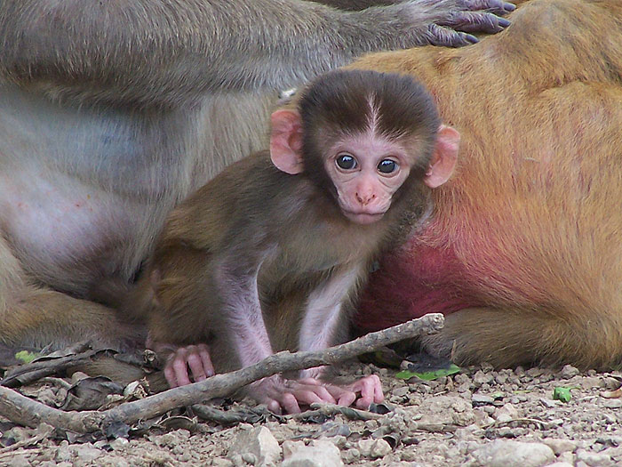 local-male-at-2-months-of-age.jpg  