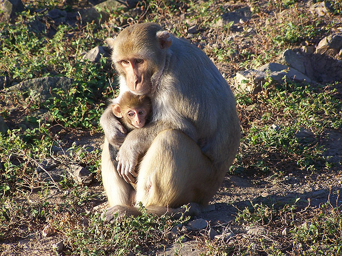 male-holding-a-baby.jpg  