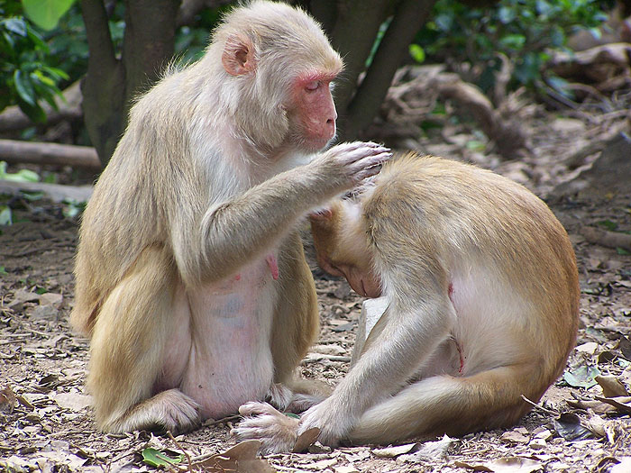 maternal-siblings-grooming.jpg  