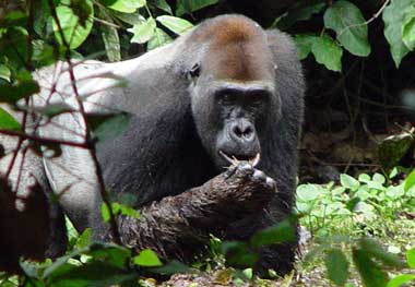 Bradley6SilverbackSwamp.jpg