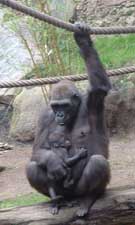 zoogorilla2.jpg