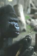 zoogorilla3.jpg