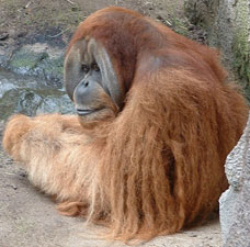 zooorangutan.jpg