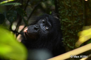bonobo.jpg