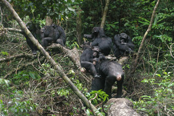 Chimpanzee_main-page.jpg