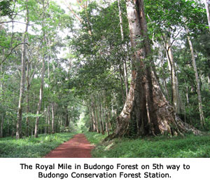 Royal-Mile-Budongo-Forest.jpg