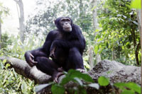 group_chimpanzee.jpg  