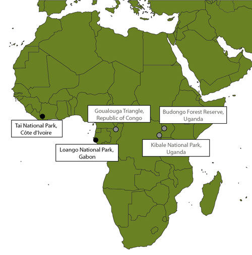 Dept. of Primatology | Chimpanzees | Main Page