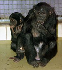 Bonobo zoo