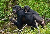 Bonobo