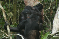 Bonobos interact