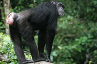 Chimp