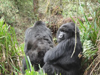 Gorilla