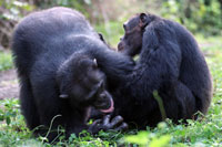 Sagu and Zyon grooming