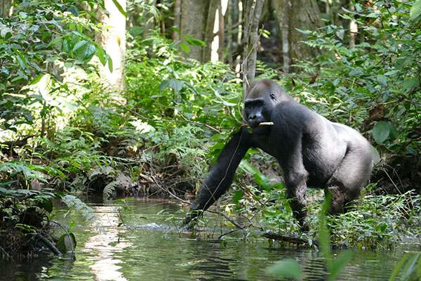 Kamaya_in_swamp_-_April_2016-small_file.jpg