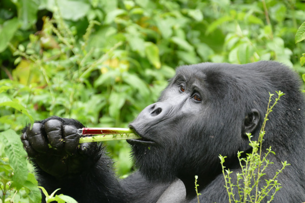 Twijere_eating_cardus_-_Feb_2016-2.jpg