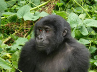 group_gorillas.jpg  