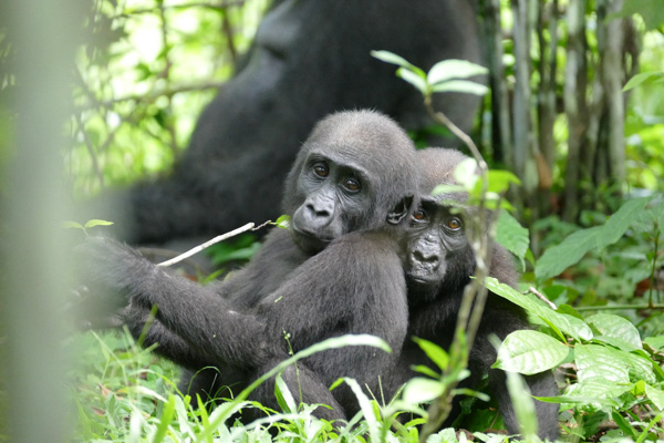 Robbins_-_Loango_Gorilla_Project_-_Ozavino___Owabi_-_April_2016_-_small_file.jpg