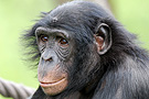bonobo-small.jpg