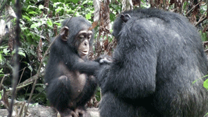 grooming-1092_1.gif  