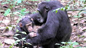 orphon_ape.jpg