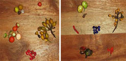 fruits